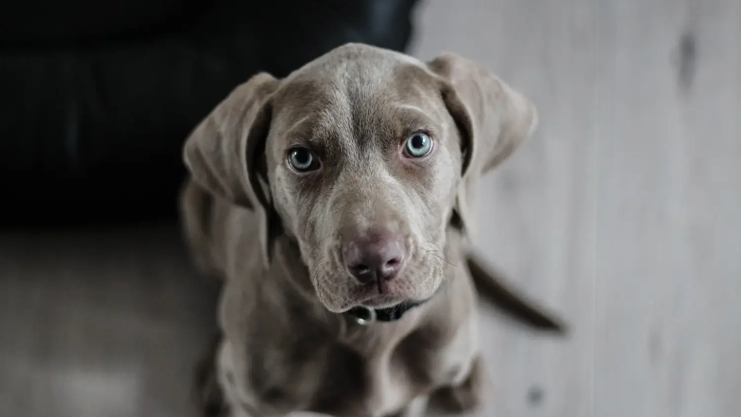 Hund von Versicherungsmakler Mitlmeier